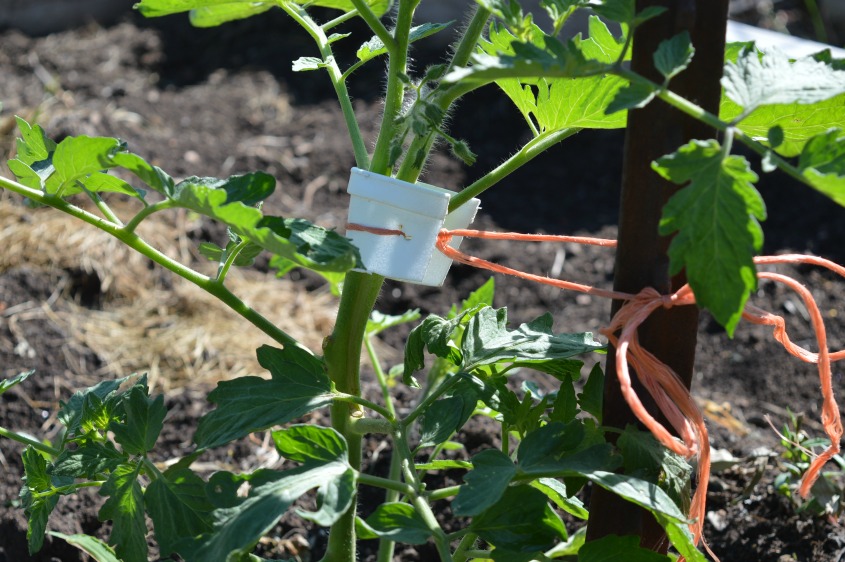 Tomato plant branch protection